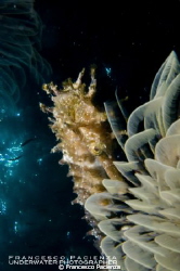 Shy seahorse with white tubeworms. by Francesco Pacienza 